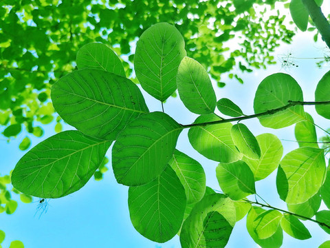 夏天樹葉