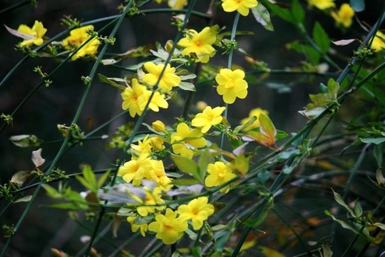 迎春花