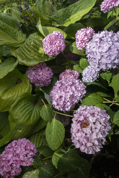 繡球花