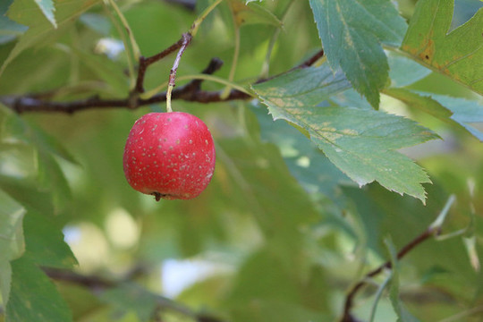 山楂