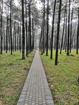 公園小樹林小路