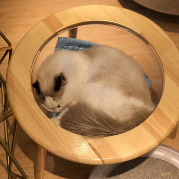 貓