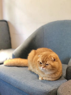 貓