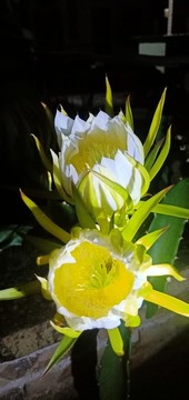 火龍果花