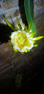 火龍果花