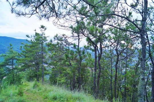 松樹(shù)林
