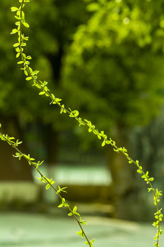 柳樹枝