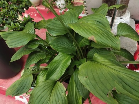紫萼綠葉