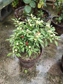 辣椒植株