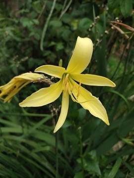 黃花菜