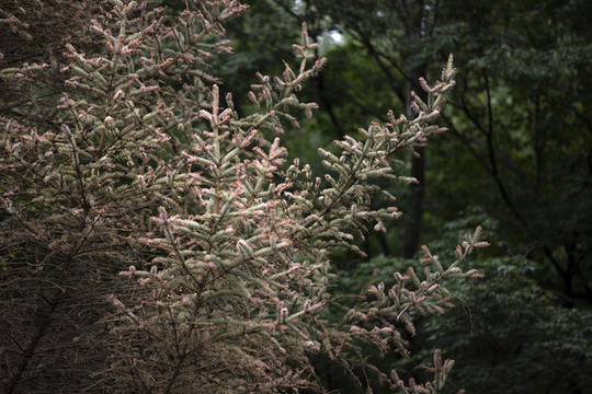 松樹枝