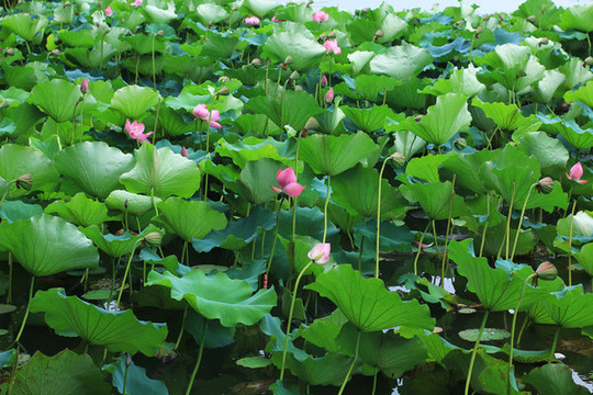 荷花池