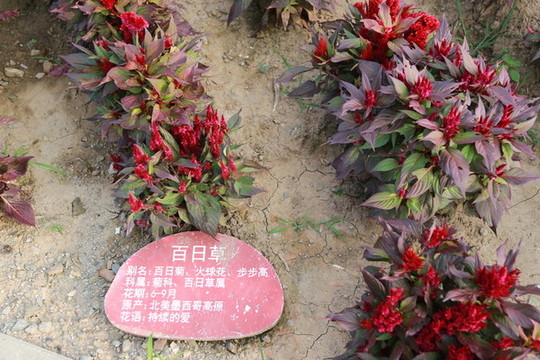 百日草