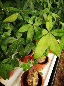 馬拉巴栗