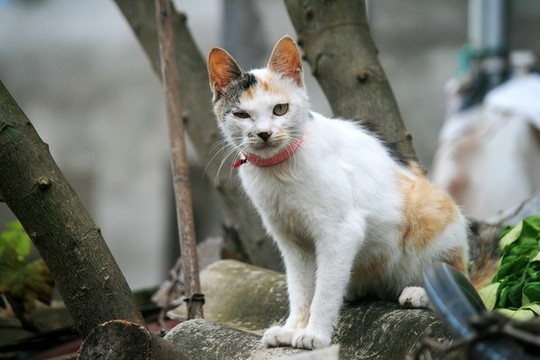小貓