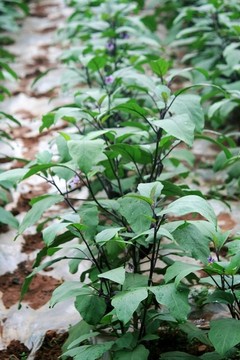茄子苗