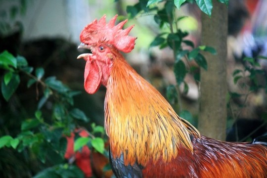 公雞叫鳴