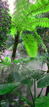 熱帶雨林美景