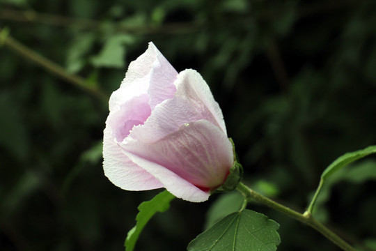 木槿花