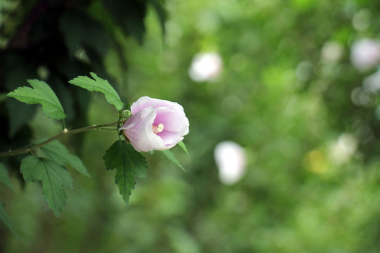 木槿花