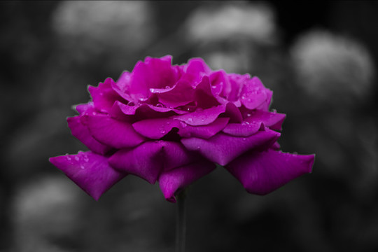 雨后薔薇