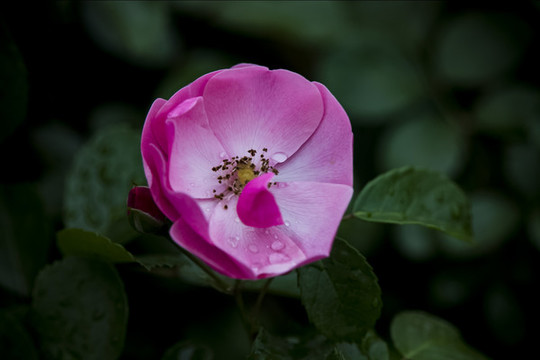 薔薇