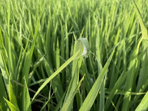 水稻