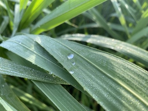 盧葦草