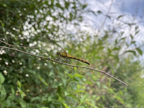 蜻蜓