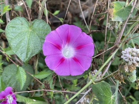 喇叭花