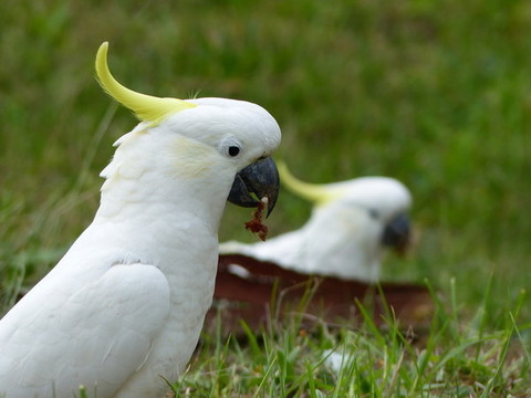 葵花鳳頭鸚鵡