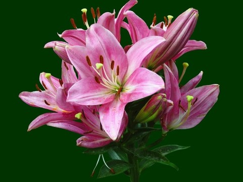 深紫色百合花