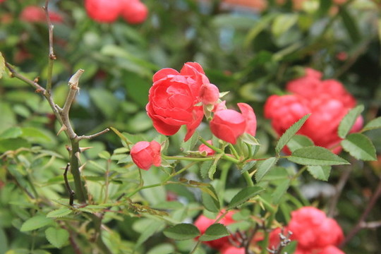 玫瑰花