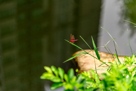 紅蜻蜓