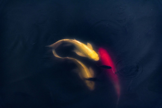 錦鯉魚群