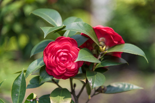 山茶花