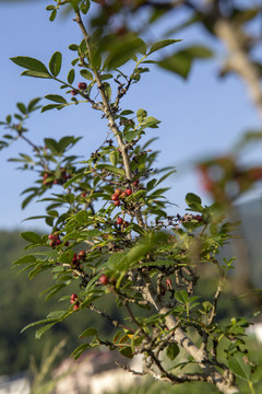 新鮮花椒