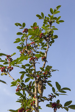新鮮花椒