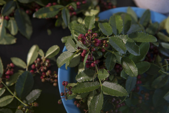 新鮮花椒