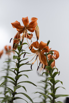盛開的百合花盆栽