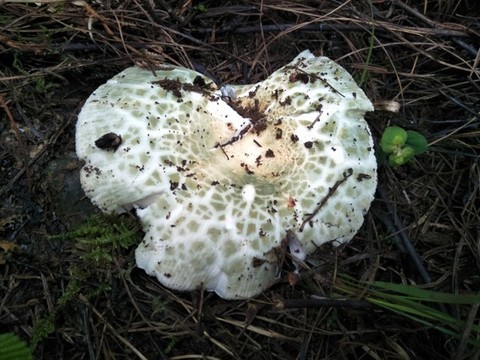 青頭菌