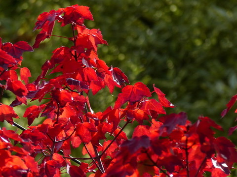紅葉