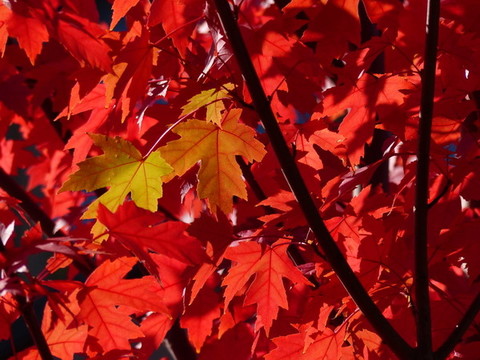 紅葉