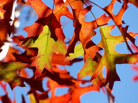 紅葉
