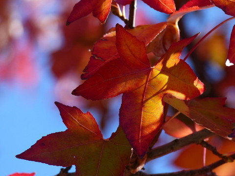 紅葉