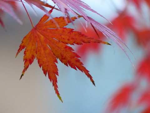 紅葉