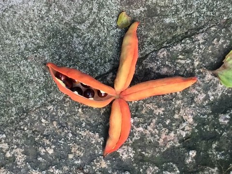 蘋婆果