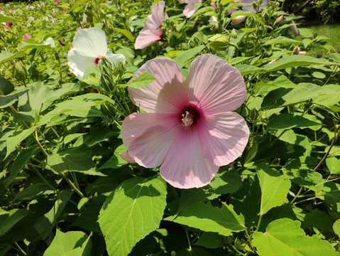 芙蓉葵