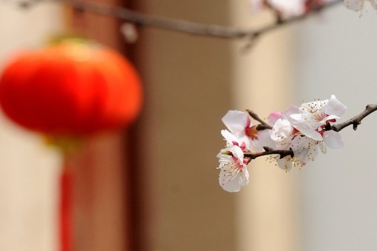 桃花