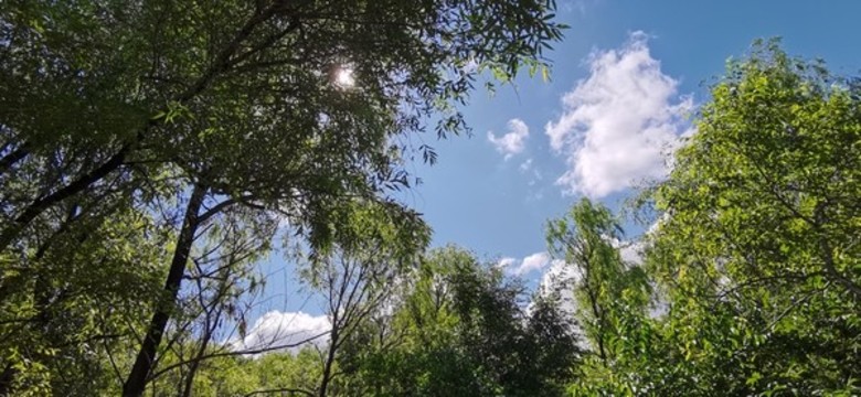 藍天里樹蔭下